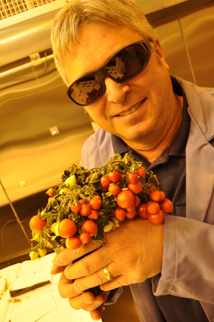 In his University of Guelph lab, Prof. Mike Dixon is helping prepare these dwarf tomatoes for space travel. Photo credit: Owen Roberts  