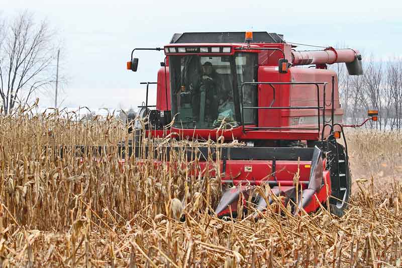 Farmers worry about a late corn harvest. Photo credit eastgwillimburywow.blogspot.com