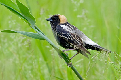 The bobolink is a grassland bird listed as threatened in Ontario. For habitat they rely in large part on the hayfields and pastures created and maintained by farmers in southern Ontario. Photo credit: kiwifoto.com