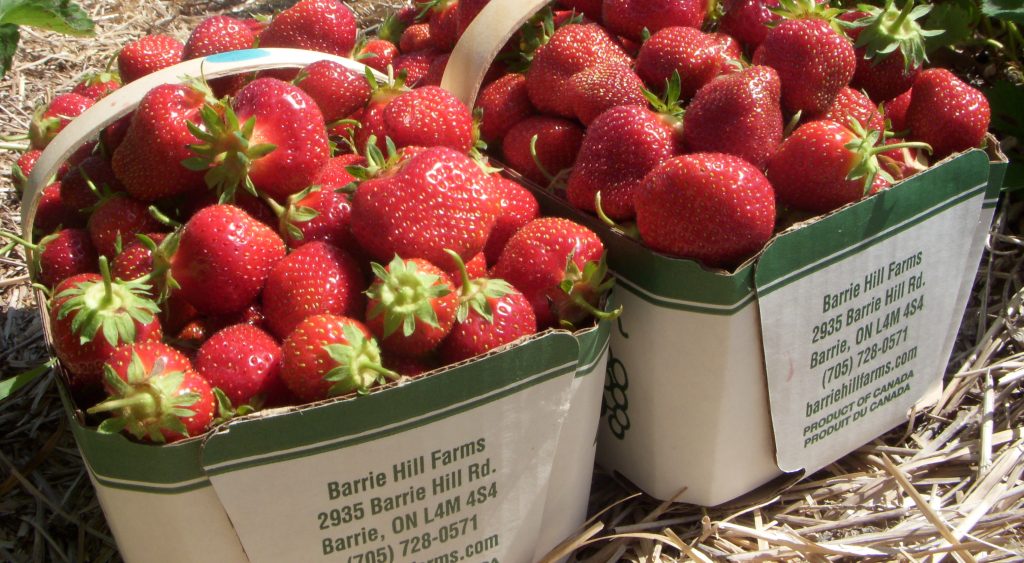 Ontario strawberries are one example of local food that consumers crave. Photo credit littlepiggy.ca