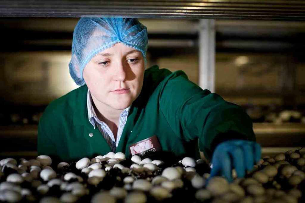 Mushroom harvesting is a year-round, methodical, labour intensive job. Photo credit www.monaghan-mushrooms.com