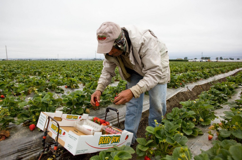 Seasonal foreign workers are vital to the agriculture industry. Photo credit thestar.com