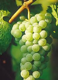 Riesling grapes. Photo from www.winesofcanada.com