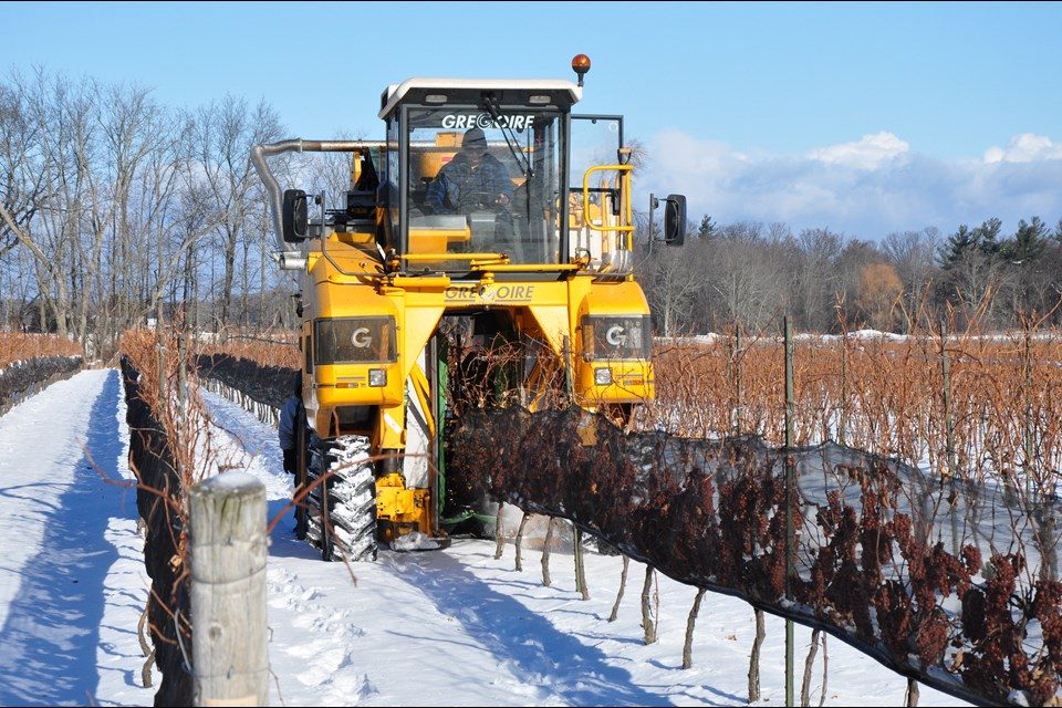 Icewine harvest adds to tourism experience