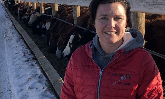 This cattle feeder cuts emission equivalent of 13,000 vehicles