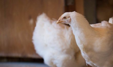 Ontario chicken to get a boost from new accelerator program