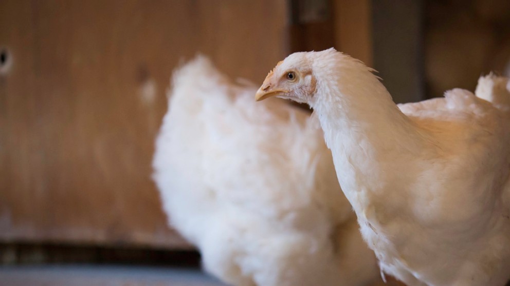 Ontario chicken to get a boost from new accelerator program