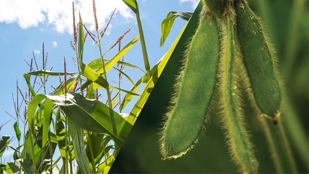 Crop swing expected for Southern Ontario