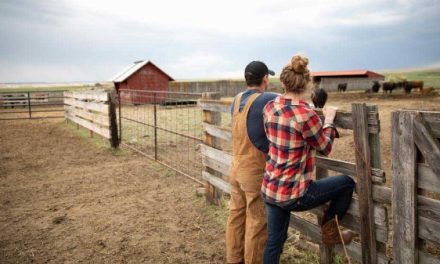 Holding back cattle requires a proactive plan