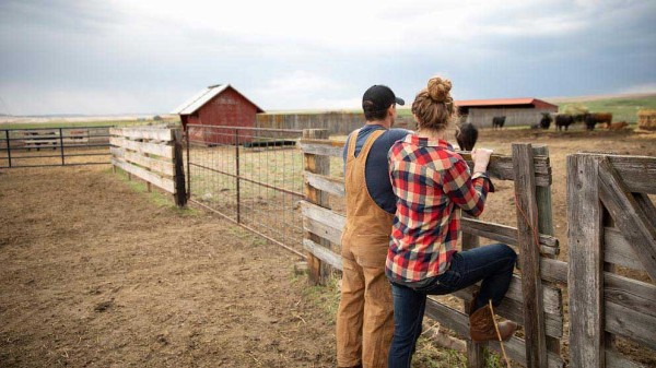 Holding back cattle requires a proactive plan