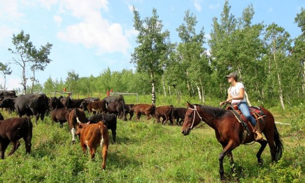 High intensity rotational grazing: that’s how the bison did it