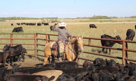 Cattle aerate and fertilize their own pastures