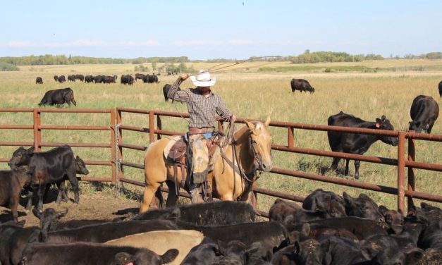 Cattle aerate and fertilize their own pastures
