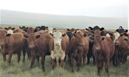 Canadian beef has excellent reputation abroad