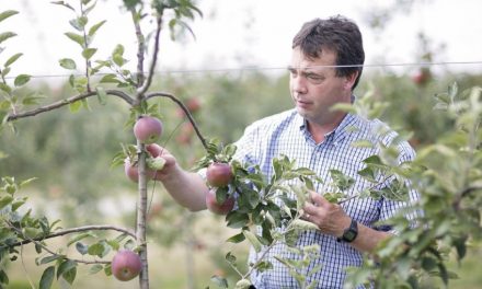 Ontario apples in demand for craft cider