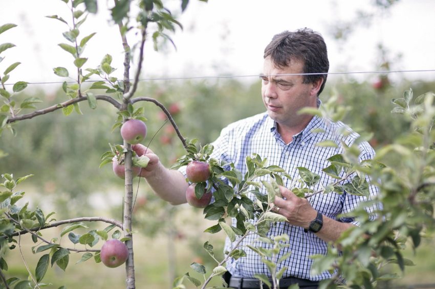 Ontario apples in demand for craft cider