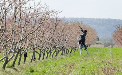 These are not foreign workers.                                They are professionals .