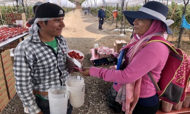 Mexican fruit producers step up to help supply hungry markets
