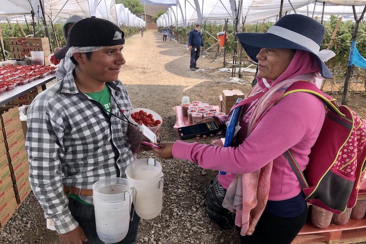 Mexican fruit producers step up to help supply hungry markets