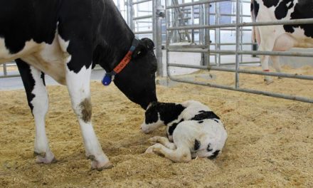 Flow chart created for cutting antibiotic use in dairy calves