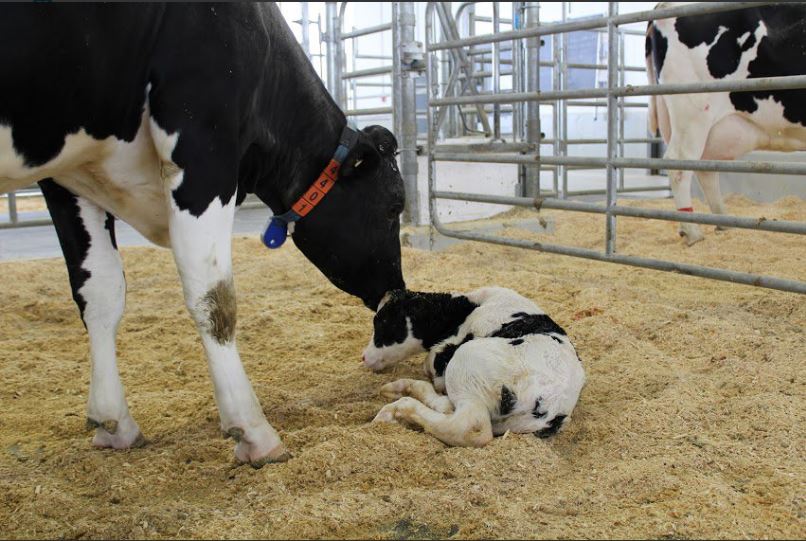 Flow chart created for cutting antibiotic use in dairy calves