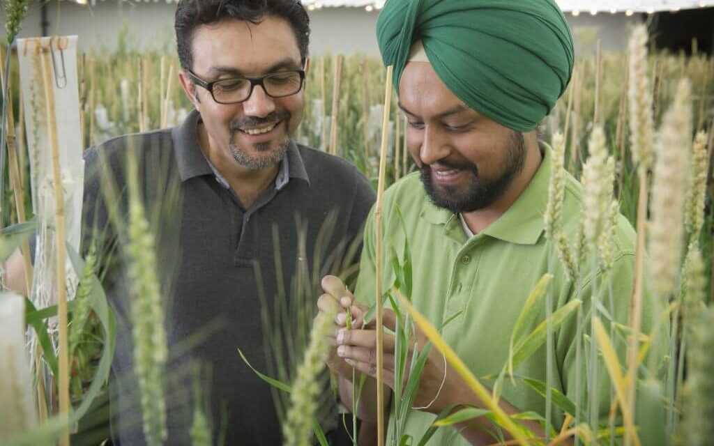 Celebrating Canada’s 150 birthday by beating a tough plant disease