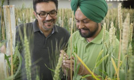 Celebrating Canada’s 150 birthday by beating a tough plant disease