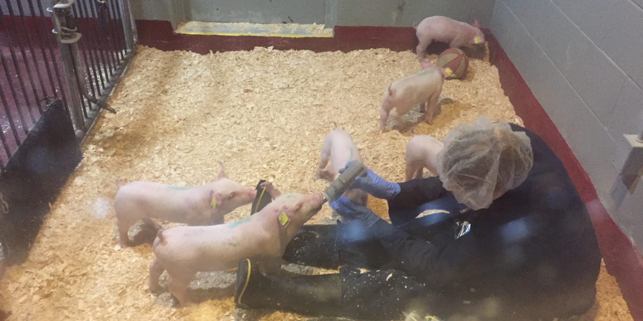 Modified tobacco plants help reduce post-weaning diarrhea in piglets