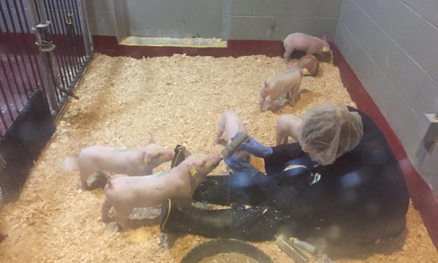 Modified tobacco plants help reduce post-weaning diarrhea in piglets