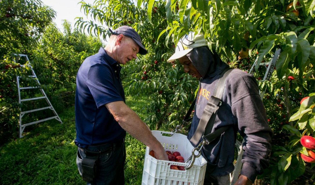 Nectarines are the next big thing in Ontario fruit