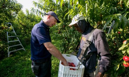 Nectarines are the next big thing in Ontario fruit