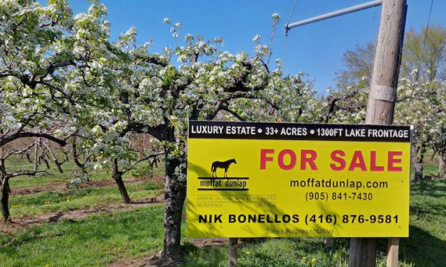 Still room for growth in horticultural land values