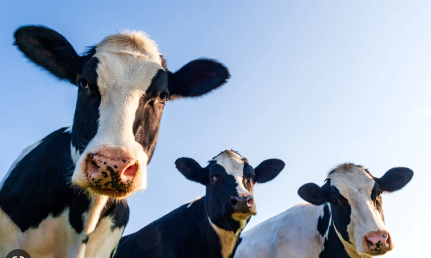 Dairy sector makes big change to housing code