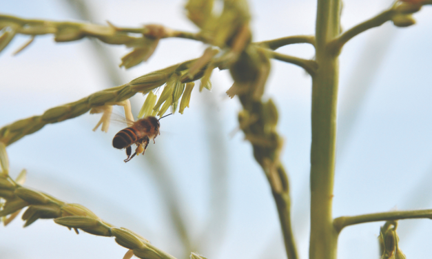 The birds, the bees, and treated seeds