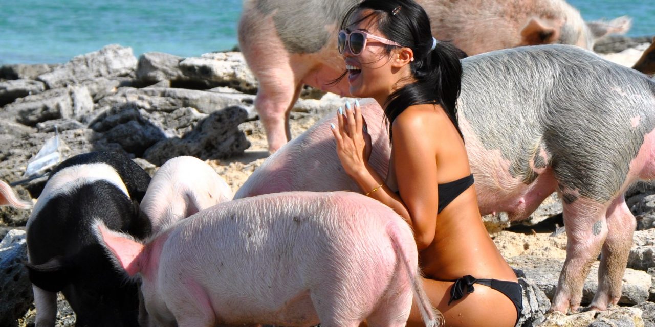 Swimming pigs: they’re bringing home the bacon