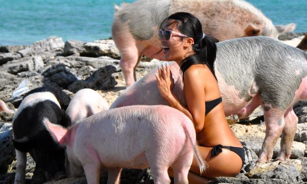 Swimming pigs: they’re bringing home the bacon