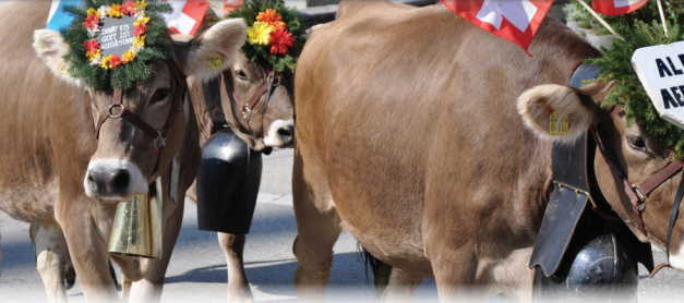 Clean cows of Switzerland