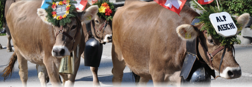 Clean cows of Switzerland
