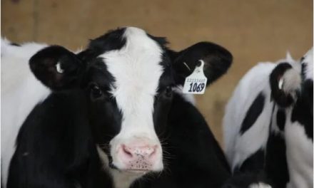 Researchers put veal calf health under the microscope
