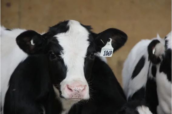 Researchers put veal calf health under the microscope