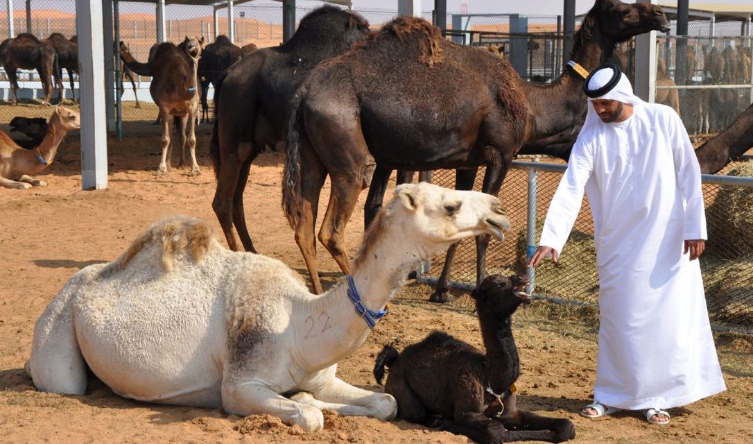 Abu Dhabi: Where tourists flock to falcons and camels