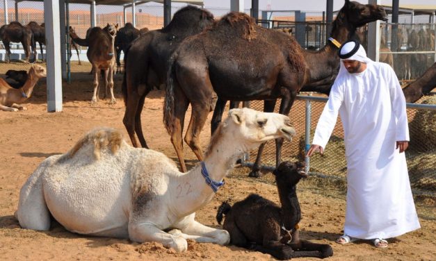 Abu Dhabi: Where tourists flock to falcons and camels