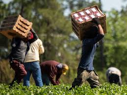 Should temporary migrant workers become permanent citizens?