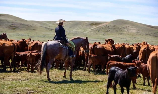 Gliding through calving season: That’s the answer