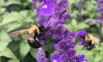 Never too late to give pollinators a hand