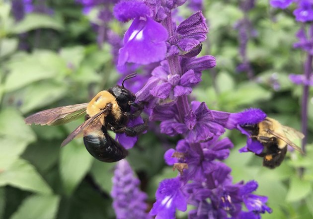 Never too late to give pollinators a hand