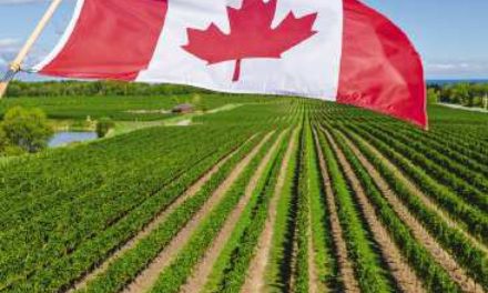 Pandemic sparks call for new look at agri-food policy