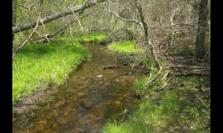 Toonies, trout and technology