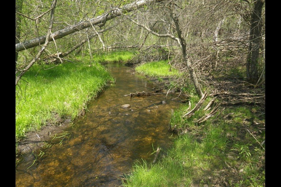 Toonies, trout and technology