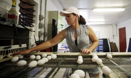 Canadians are falling back in love with eggs: The New Farm